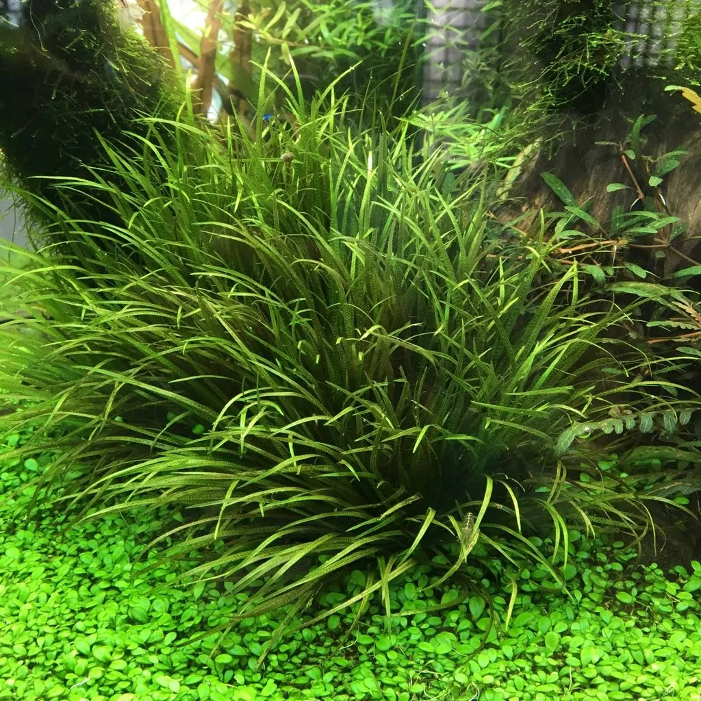 Blixa Japonica, pianta da primo piano a cespuglio