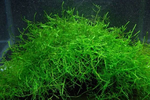 MUSCHIO DI JAVA XXL MOSS (VESCICULARIA DUBYANA) porzione 15x15 cm