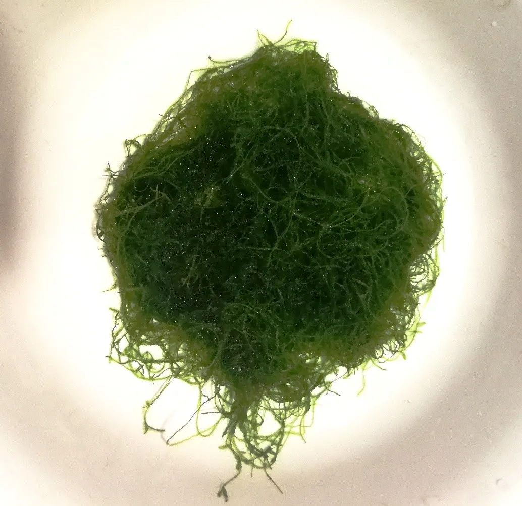 MUSCHIO DI JAVA XXL MOSS (VESCICULARIA DUBYANA) porzione 15x15 cm