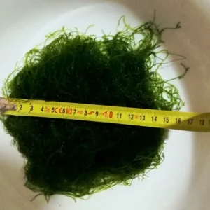 MUSCHIO DI JAVA XXL MOSS (VESCICULARIA DUBYANA) porzione 15x15 cm