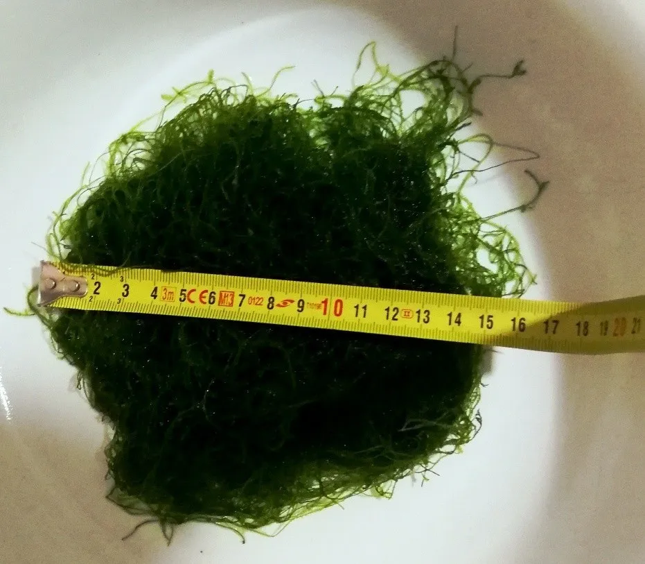 MUSCHIO DI JAVA XXL MOSS (VESCICULARIA DUBYANA) porzione 15x15 cm