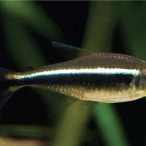Hyphessobrycon herbertaxelrodi (pesce tetra neon nero) 2-3 cm