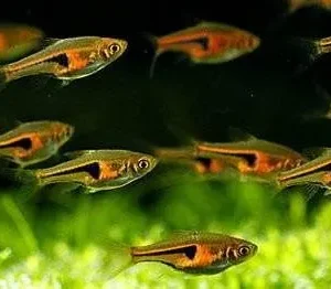 Trigonostigma hengeli, rasbora hengeli, glowlight rasbora neon, 1,5 cm