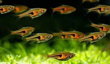 Trigonostigma hengeli, rasbora hengeli, glowlight rasbora neon, 1,5 cm