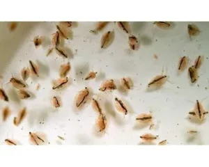 Cibo Vivo