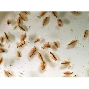 DAPHNIA PULEX STARTER COLTURA CIBO VIVO PER PESCI D'ACQUARIO - Dafnia