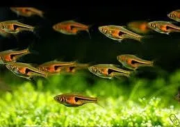 Trigonostigma hengeli, rasbora hengeli, glowlight rasbora neon, 1,5 cm