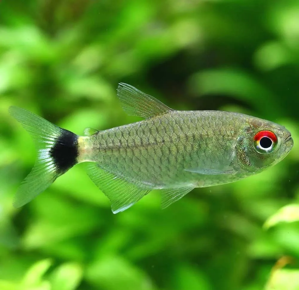 Moenkhausia sanctaefilomenae (Redeye tetra, Tetra occhi rossi) 3 cm