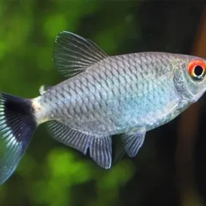 Moenkhausia sanctaefilomenae (Redeye tetra, Tetra occhi rossi) 3 cm