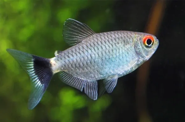 Moenkhausia sanctaefilomenae (Redeye tetra, Tetra occhi rossi) 3 cm