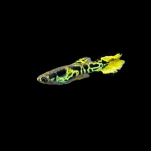 Coppia di Poecilia Endler tiger k class - guppy endler