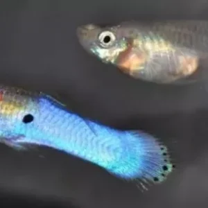 Coppia di Poecilia Endler Blue Japan - K class - guppy endler