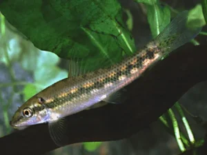 Gyrinocheilus aymonieri 4-5 cm - Pesce pulitore mangia-alghe nere
