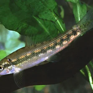 Gyrinocheilus aymonieri 4-5 cm - Pesce pulitore mangia-alghe nere