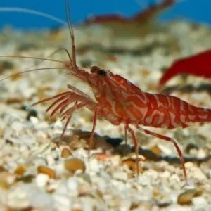 Lysmata kuekenthali - Gamberetto mangia aiptasia e anemoni di vetro