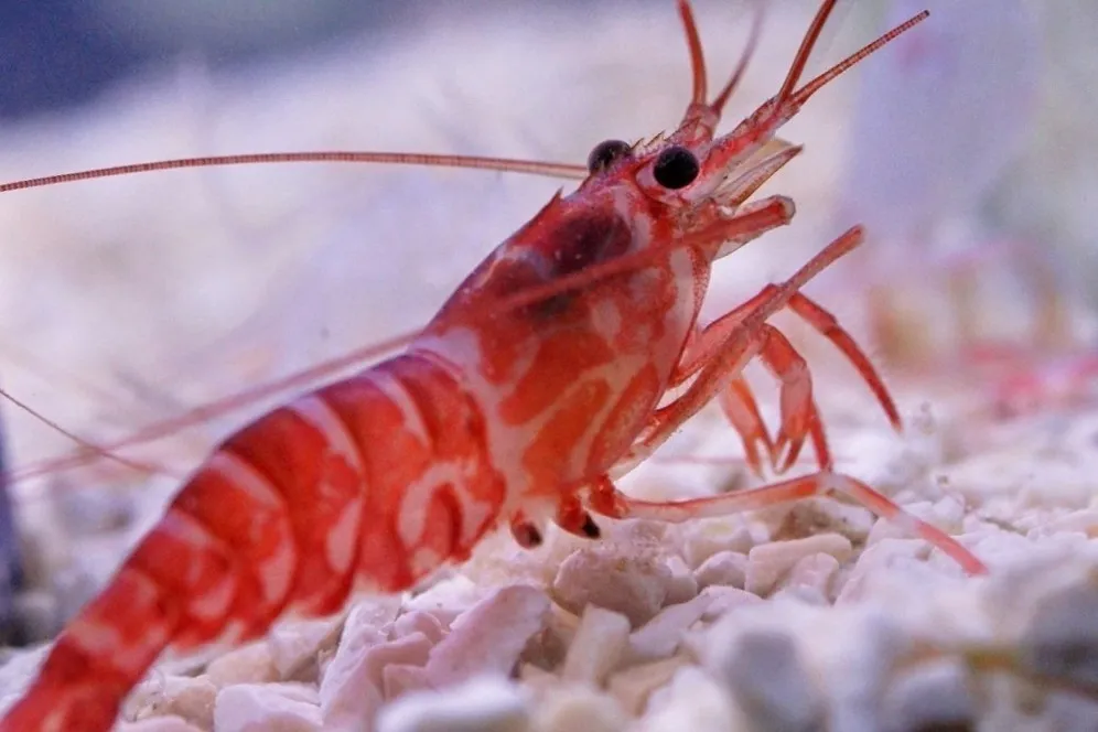 Lysmata kuekenthali - Gamberetto mangia aiptasia e anemoni di vetro