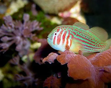 Gobiodon Histrio - Gobbio striato - Green clown goby
