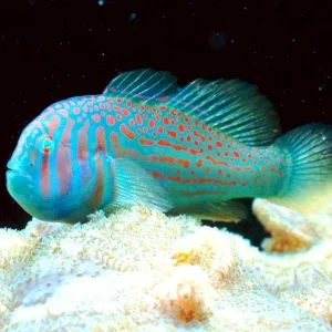 Gobiodon Histrio - Gobbio striato - Green clown goby