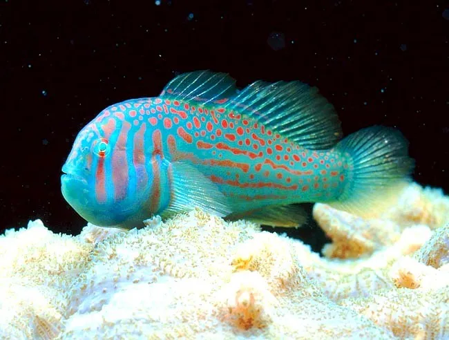 Gobiodon Histrio - Gobbio striato - Green clown goby