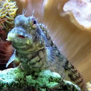 Salarias Fasciatus - Bavosa striata - Mangia alghe - Blennius fasciatus