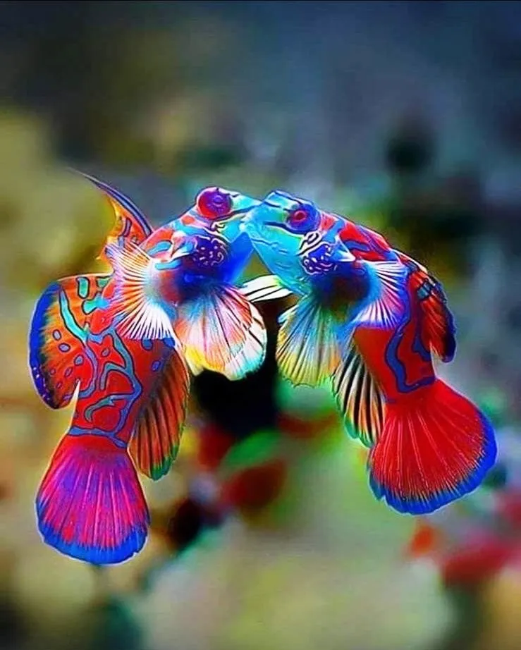 Synchiropus Splendidus - Pesce mandarino