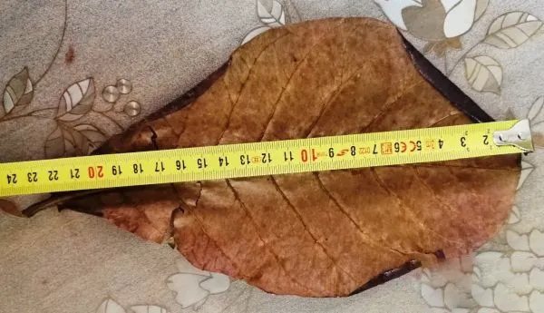 10 FOGLIE DI CATAPPA XL, MANDORLO INDIANO, KETAPANG