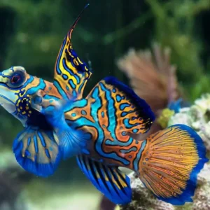 Synchiropus Splendidus - Pesce mandarino