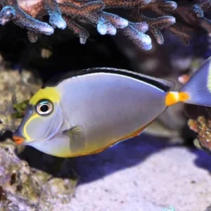 Naso Lituratus cresta nera - Pesce unicorno alghivoro