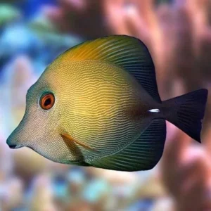 Zebrasoma Scopas - Pesce chirurgo giallo