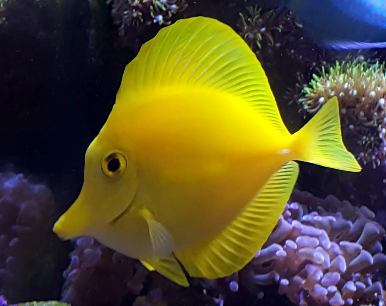 Zebrasoma Flavescens - Pesce chirurgo giallo - Yellow Tang