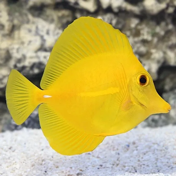 Zebrasoma Flavescens - Pesce chirurgo giallo - Yellow Tang