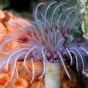 Spirografo Bispira Guineensis