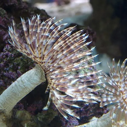 Spirografo Sabellastarte Sanctijosephi