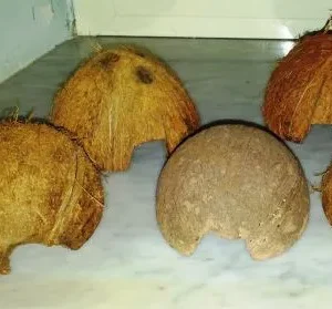 MEZZO GUSCIO DI NOCE DI COCCO INTAGLIATO A MO' DI TANA