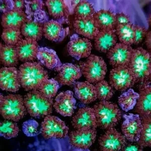 Blastomussa Merletti cuore verde fluo, bordo rosso - Corallo duro LPS facile
