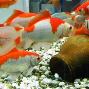 Sarasa, pesce rosso 5-7 cm - Carassius auratus