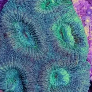 Montastrea Ssp - Favia - Favidea, green/purple - Corallo duro LPS facile