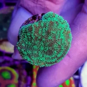 Lithophyllon Undulatum green - Corallo duro LPS facile