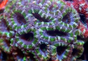 Acanthastrea Lordhowensis Green - Corallo duro LPS facile - frag 3-5 cm