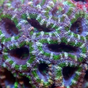 Acanthastrea Lordhowensis Green - Corallo duro LPS facile - frag 3-5 cm