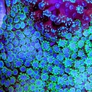 Alveopora light blue green fluo Frag - Corallo duro LPS facile