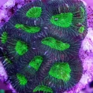 Goniastrea ssp frag - Corallo duro LPS facile