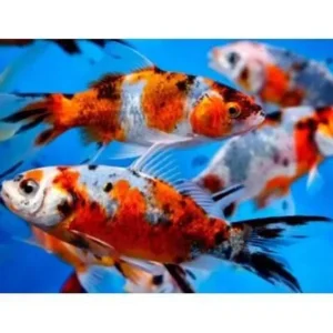 Shubunkin Red, pesce rosso 5-7 cm - Carassius auratus