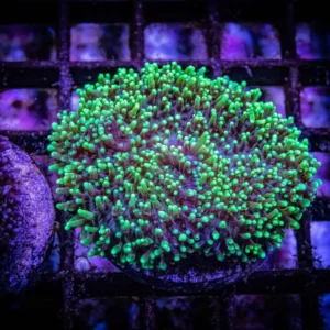 Rhodactis green neon verde fluo - Corallo molle facile - 1 disco su frag
