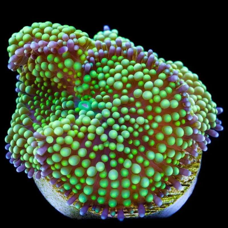 Ricordea Florida Light Green fluo - Corallo molle facile - 1 disco su frag