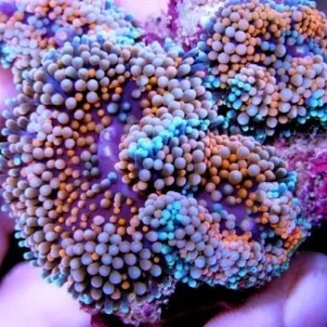 Ricordea Florida Rainbow - Corallo molle facile - 1 disco su frag