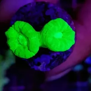 Caulastrea Furcata Verde fluo 2 bocche - Corallo duro LPS facile
