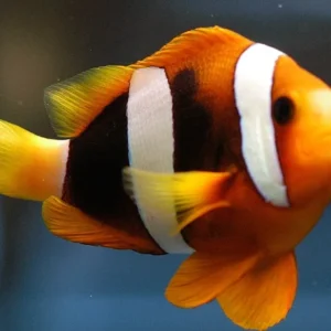 Amphiprion CLARKII/Sebae (Pesce Pagliaccio coda gialla)