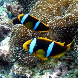Amphiprion SEBAE (Pesce Pagliaccio Sebae)