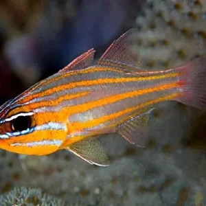 Apogon Cyanosoma (Pesce cardinale a bande gialle)